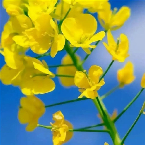妖艳欲滴的花朵唯美头像图片