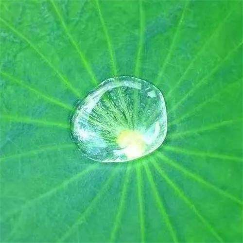 最美露珠图片头像