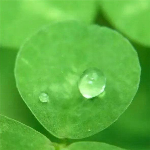 最美露珠图片头像