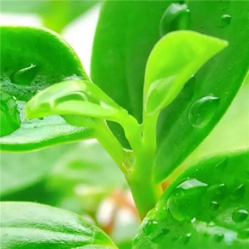 最美露珠图片头像