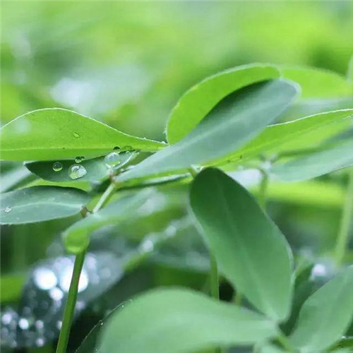 最美露珠图片头像