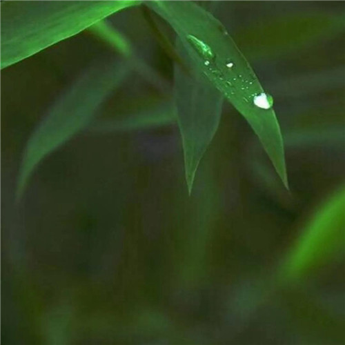 最美露珠图片头像