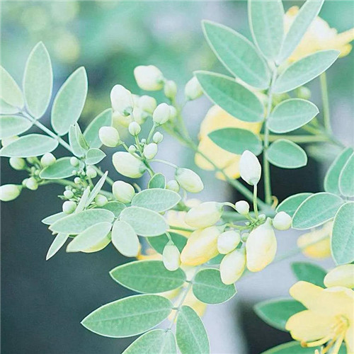 素雅清新花朵头像