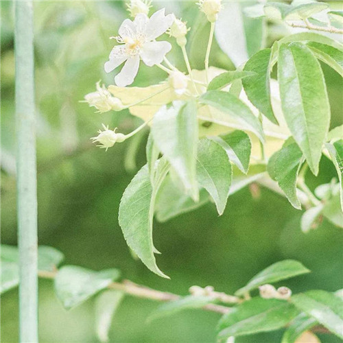 素雅清新花朵头像