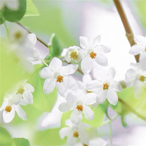 素雅清新花朵头像