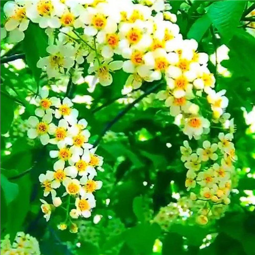 素雅清新花朵头像