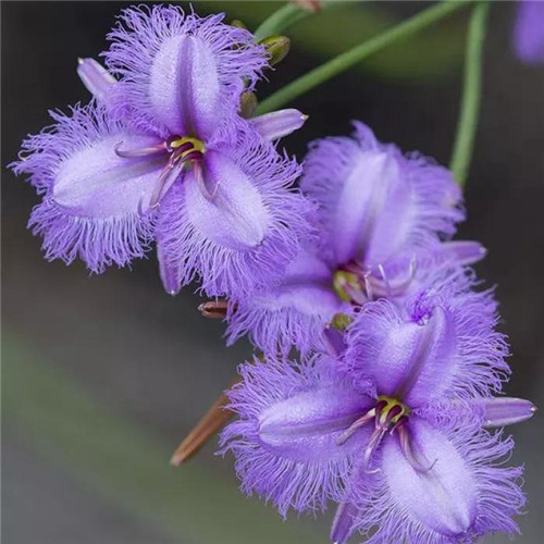 唯美紫色花朵高清微信头像图片