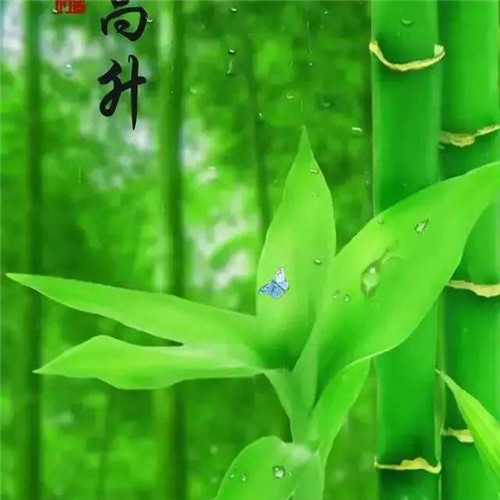 手绘花朵头像清新唯美图片
