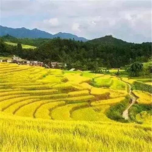 最美梯田图片头像