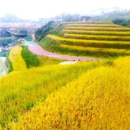 最美梯田图片头像