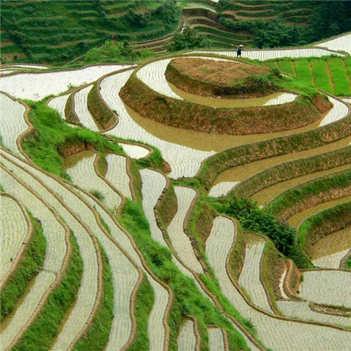 最美梯田图片头像