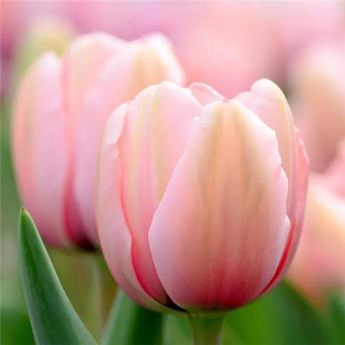 高雅美丽的郁金香花头像图片