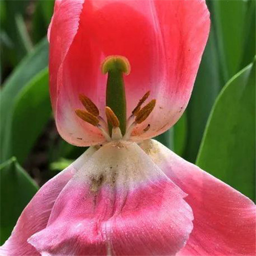 高雅美丽的郁金香花头像图片