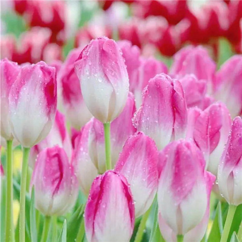 高雅美丽的郁金香花头像图片
