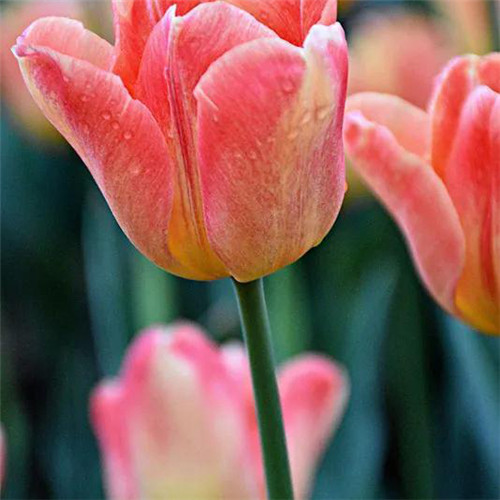 高雅美丽的郁金香花头像图片