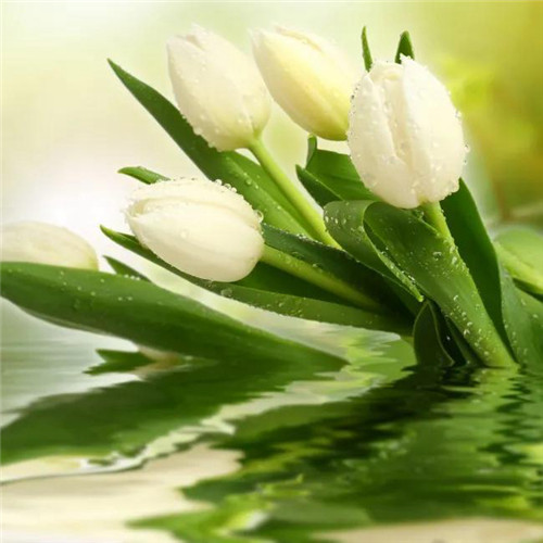 高雅美丽的郁金香花头像图片