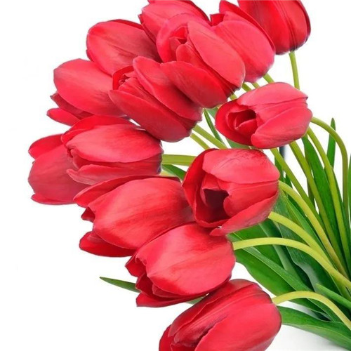 高雅美丽的郁金香花头像图片