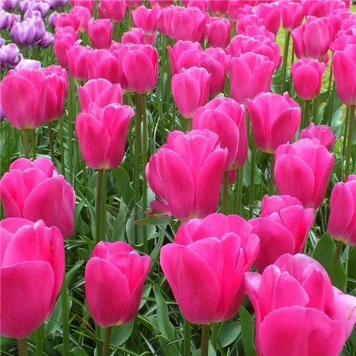 高雅美丽的郁金香花头像图片