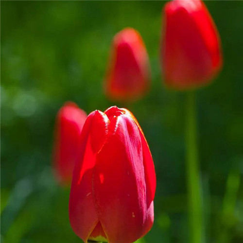 高雅美丽的郁金香花头像图片