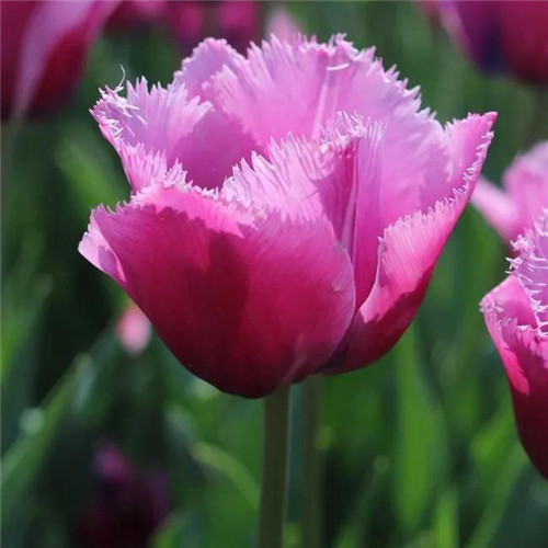 高雅美丽的郁金香花头像图片