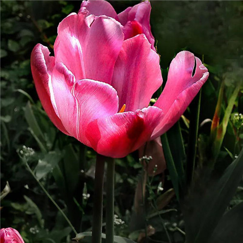 高雅美丽的郁金香花头像图片
