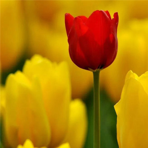 高雅美丽的郁金香花头像图片