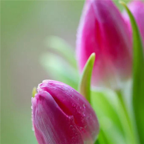 高雅美丽的郁金香花头像图片