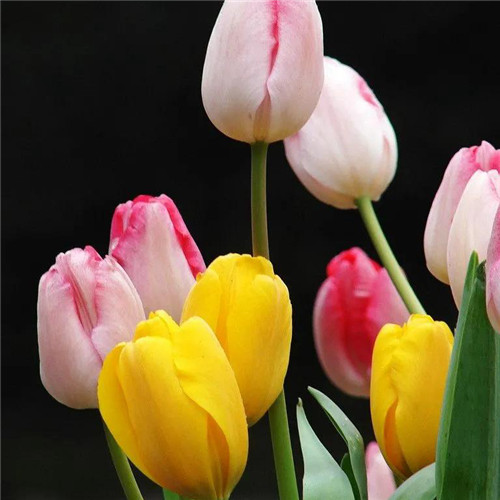 高雅美丽的郁金香花头像图片