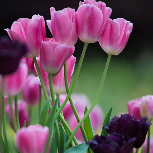 高雅美丽的郁金香花头像图片