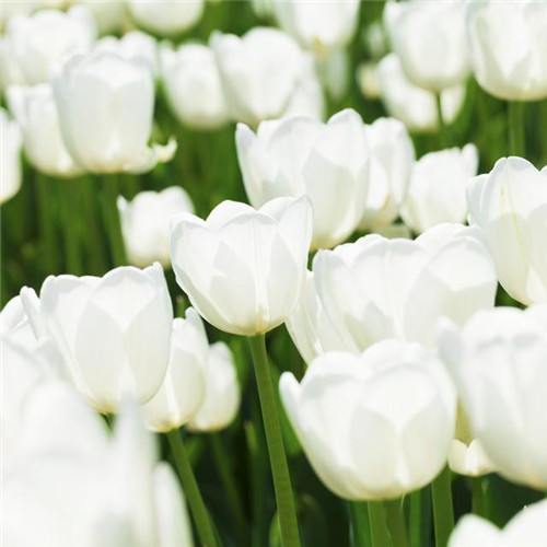高雅美丽的郁金香花头像图片
