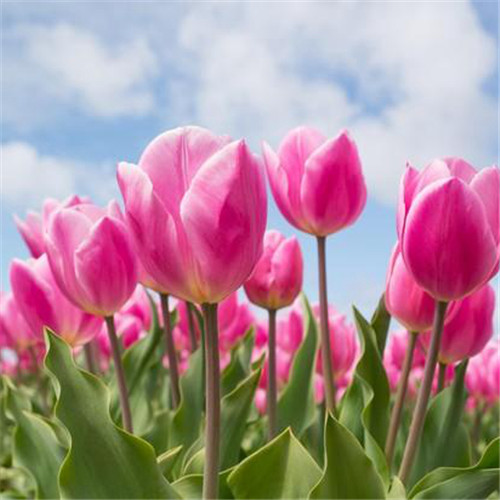 高雅美丽的郁金香花头像图片