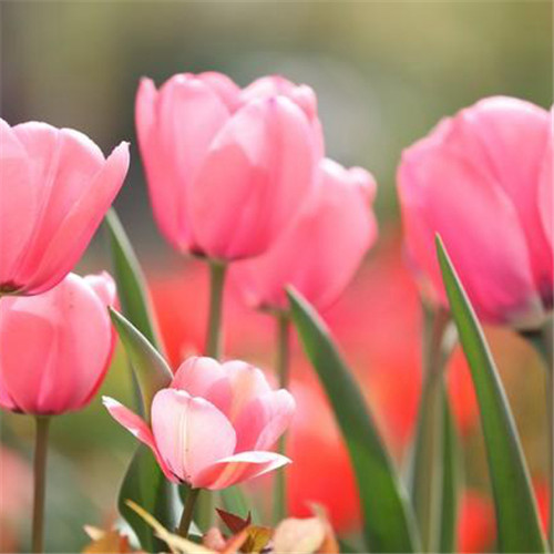 高雅美丽的郁金香花头像图片