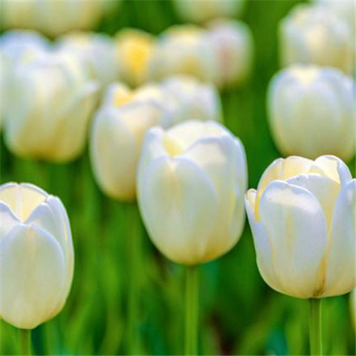 高雅美丽的郁金香花头像图片