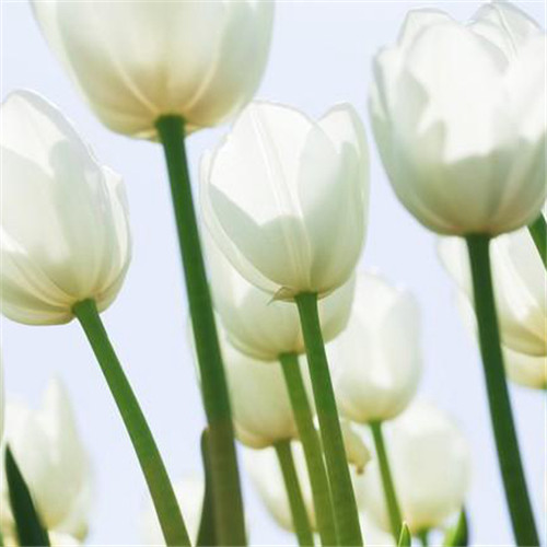 高雅美丽的郁金香花头像图片
