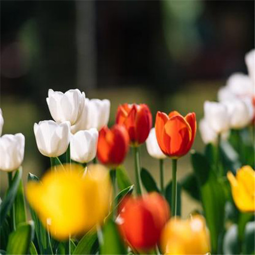 高雅美丽的郁金香花头像图片