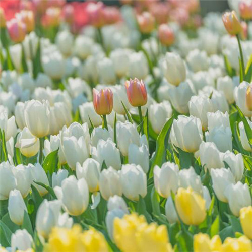高雅美丽的郁金香花头像图片