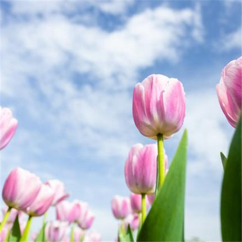 高雅美丽的郁金香花头像图片