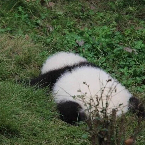 高级又沙雕的宠物头像