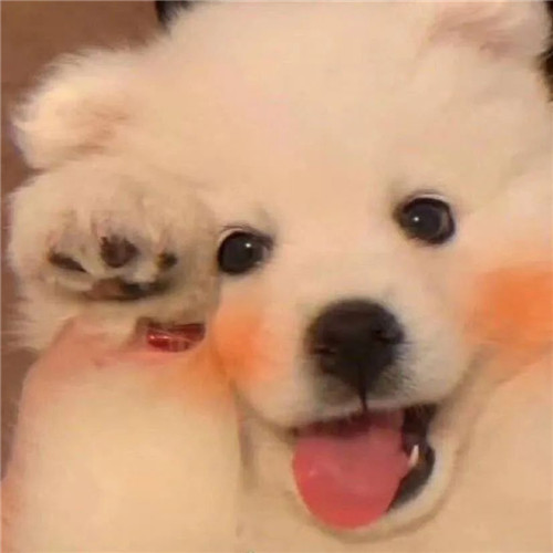 高级又沙雕的宠物头像