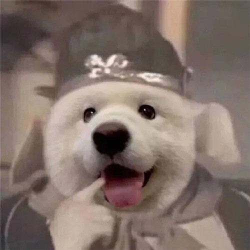 高级又沙雕的宠物头像