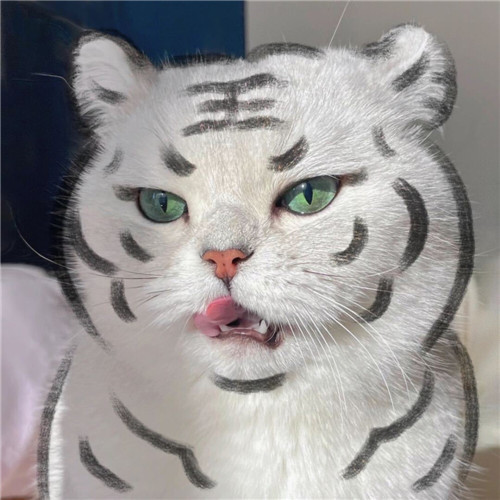 高级又沙雕的宠物头像