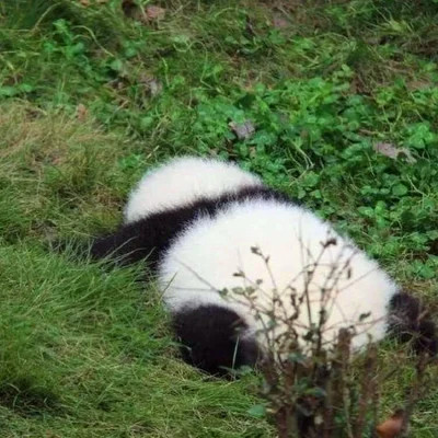 可爱沙雕头像图片