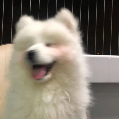 蠢萌蠢萌的可爱头像