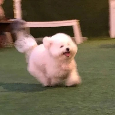 蠢萌蠢萌的可爱头像