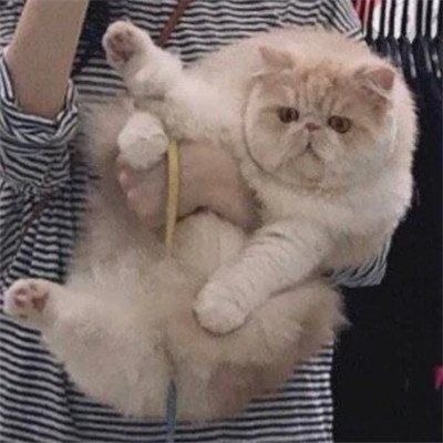 沙雕好看的头像图片