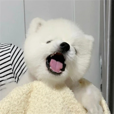 沙雕好看的头像图片