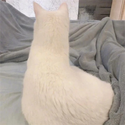很搞笑的沙雕头像图