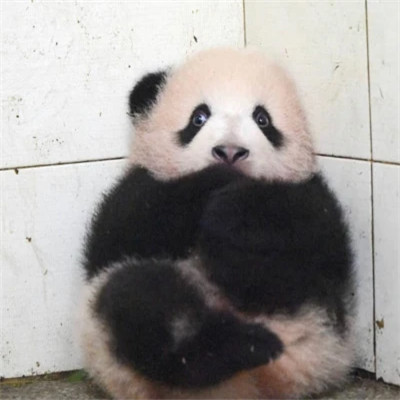 很沙雕的QQ头像
