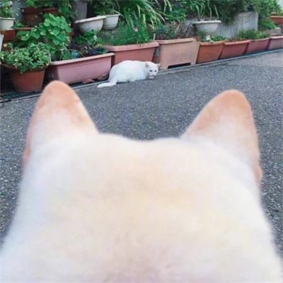 很沙雕的QQ头像