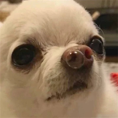 沙雕搞笑又丑个性的头像